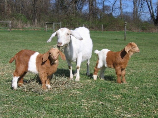raising-goats-1