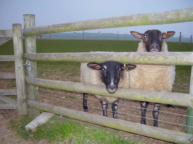 sheep_fencing_cornwall