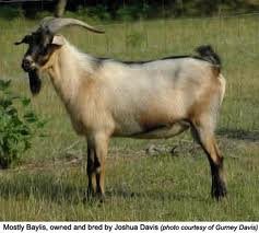 spanish goat